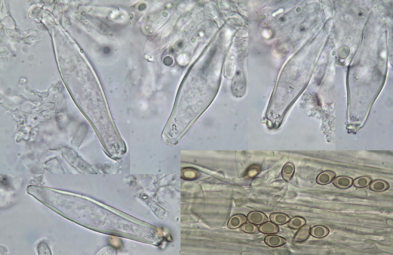 Inocybe metrodii spory hymeniální cystidy